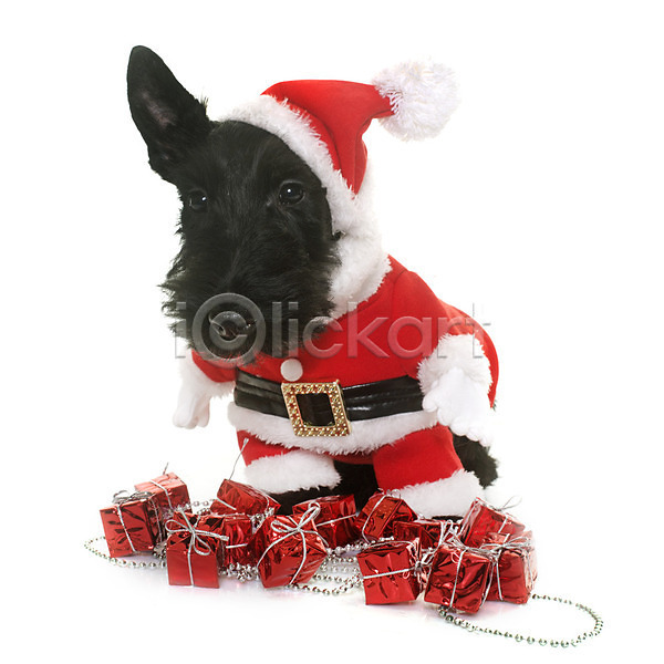 유머 사람없음 JPG 포토 해외이미지 강아지 개 검은색 동물 반려동물 산타옷 이벤트의상 컨셉 코트 크리스마스 테리어 해외202004 흰배경