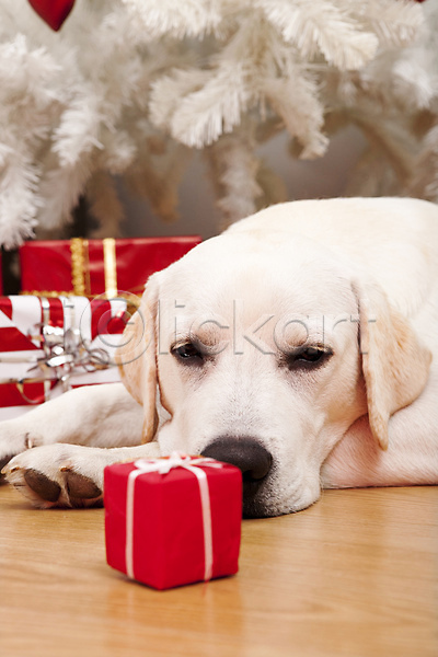 유머 축하 행복 사람없음 JPG 근접촬영 포토 해외이미지 강아지 개 계절 기다림 나무 동물 래브라도리트리버 리트리버 반려동물 빨간색 새끼 선물 이벤트의상 축제 컨셉 크리스마스 포유류 표현 해외202004