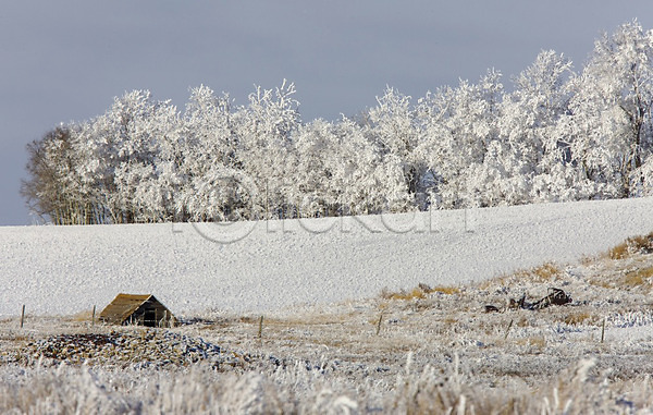추위 사람없음 JPG 포토 해외이미지 겨울 결정체 계절 나무 냉동 물방울 북쪽 서리 야외 얼음 캐나다 풍경(경치) 해외202004 흰색