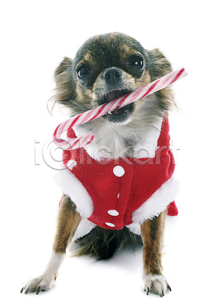 유머 사람없음 JPG 포토 해외이미지 12월 갈색 강아지 개 계절 막대기 물기(모션) 반려동물 빨간색 사탕 새해 선물 이벤트의상 입 잡기 장식 치와와 컨셉 크리스마스 해외202004