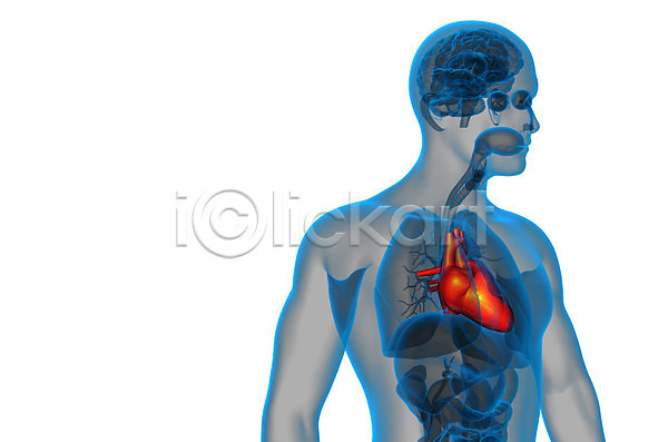 고통 사람 사람없음 3D JPG 포토 해외이미지 건강 맥박 시스템 심장병 외과 하트 해부 해외202004 환자