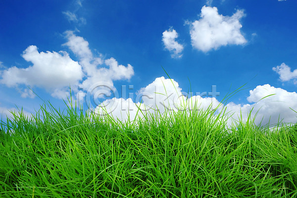 사람없음 JPG 포토 해외이미지 고립 구름(자연) 밭 식물 여름(계절) 자연 잔디 초록색 파란색 하늘 해외202004 환경 흰배경