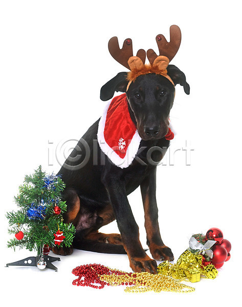 사람없음 JPG 포토 해외이미지 강아지 개 검은색 루돌프머리띠 뿔 이벤트의상 컨셉 크리스마스 크리스마스트리 해외202004 흰배경
