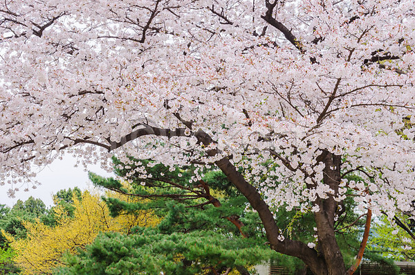 사람없음 JPG 포토 해외이미지 벚꽃 벚나무 봄 풍경(경치) 해외202004