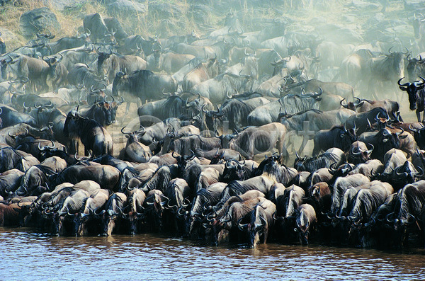 사람없음 JPG 포토 해외이미지 검은색 나무 내추럴 동물 물 사파리 소 아프리카 야생동물 야외 자연 큼 털 풍경(경치) 해외202004