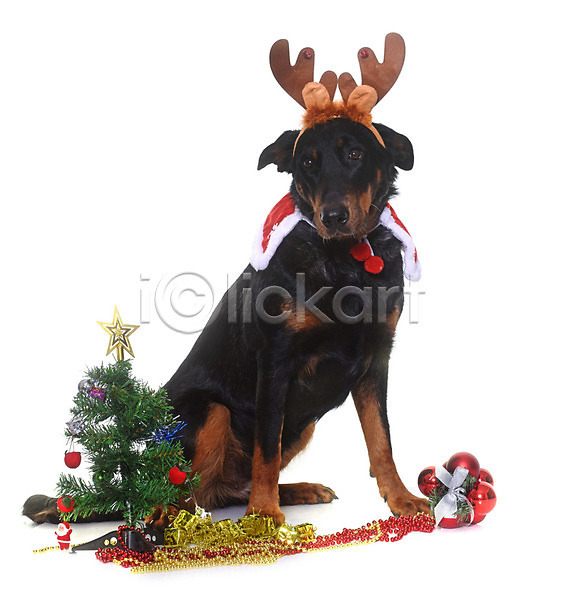 사람없음 JPG 포토 해외이미지 강아지 개 검은색 루돌프머리띠 변장 뿔 이벤트의상 컨셉 크리스마스 크리스마스트리 해외202004 흰배경