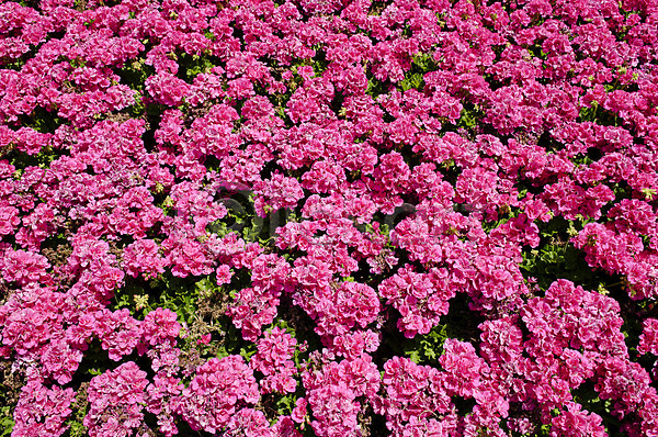 사람없음 JPG 포토 해외이미지 강렬 꽃 꽃무늬 백그라운드 분홍색 여름(계절) 자주색 정원 젖음 컬러풀 패턴 해외202004 햇빛