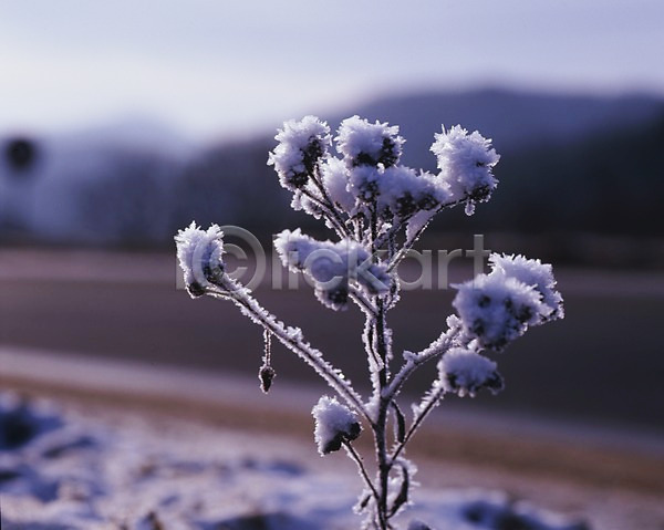 사람없음 JPG 포토 겨울 계절 꽃 꽃봉오리 눈(날씨) 눈꽃 사계절 설경 식물 야외 자연 주간 풍경(경치)
