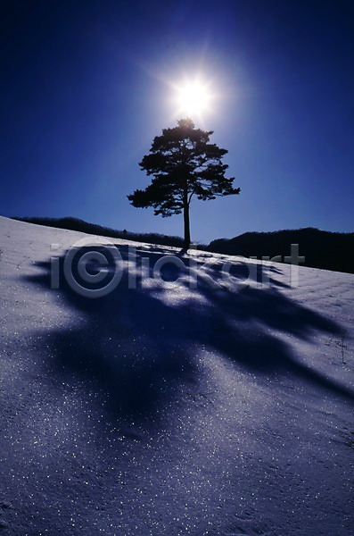 사람없음 JPG 포토 겨울 계절 그림자 나무 눈(날씨) 빛 사계절 산 설경 설원 식물 야외 자연 주간 태양 풍경(경치) 하늘 한그루 해