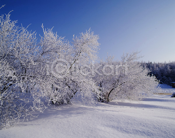 사람없음 JPG 포토 겨울 계절 나무 눈(날씨) 눈꽃 사계절 산 설경 설원 숲 식물 야외 여러그루 자연 주간 풍경(경치) 하늘
