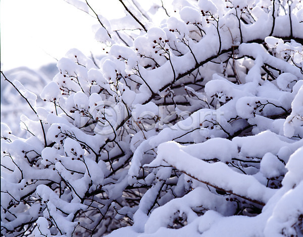 사람없음 JPG 포토 겨울 계절 나무 나뭇가지 눈(날씨) 눈꽃 사계절 산 설경 숲 식물 야외 자연 자연요소 주간 줄기 풍경(경치)