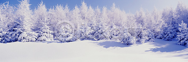 사람없음 JPG 포토 겨울 계절 나무 눈(날씨) 눈꽃 설경 설원 숲 식물 야외 여러그루 자연 주간 파노라마 풍경(경치)