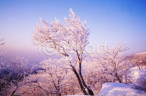 사람없음 JPG 포토 겨울 계절 나무 눈(날씨) 눈꽃 사계절 산 설경 식물 야외 여러그루 자연 주간 풍경(경치) 하늘