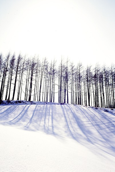 사람없음 JPG 포토 겨울 계절 그림자 나무 눈(날씨) 빛 사계절 설경 숲 식물 야외 여러그루 자연 주간 풍경(경치)