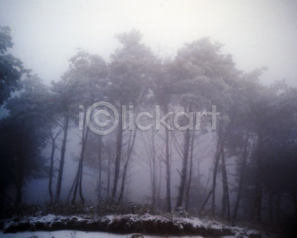 사람없음 JPG 포토 겨울 계절 나무 눈(날씨) 사계절 설경 소나무 숲 식물 안개 야외 여러그루 자연 주간 풍경(경치)