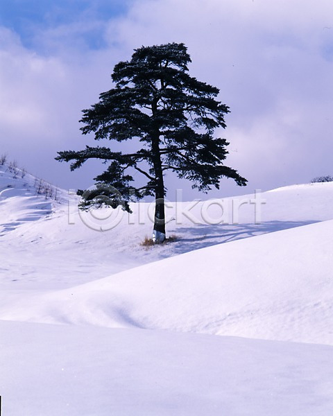 사람없음 JPG 포토 겨울 계절 구름(자연) 나무 눈(날씨) 사계절 설경 설원 소나무 식물 야외 자연 주간 풍경(경치) 하늘 한그루