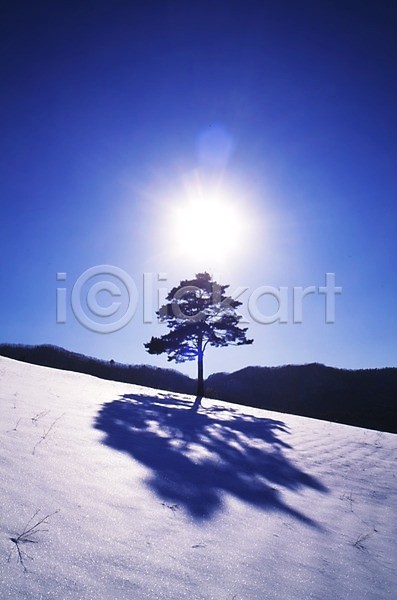 사람없음 JPG 포토 겨울 계절 그림자 나무 눈(날씨) 빛 사계절 설경 설원 소나무 식물 야외 자연 주간 태양 풍경(경치) 하늘 한그루 해