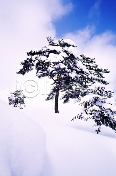 사람없음 JPG 포토 겨울 계절 구름(자연) 나무 눈(날씨) 사계절 설경 설원 소나무 식물 야외 여러그루 자연 주간 풍경(경치) 하늘