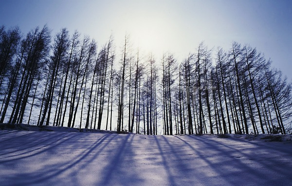 사람없음 JPG 포토 겨울 계절 나무 눈(날씨) 빛 사계절 설경 설원 숲 식물 야외 여러그루 자연 주간 태양 풍경(경치) 해