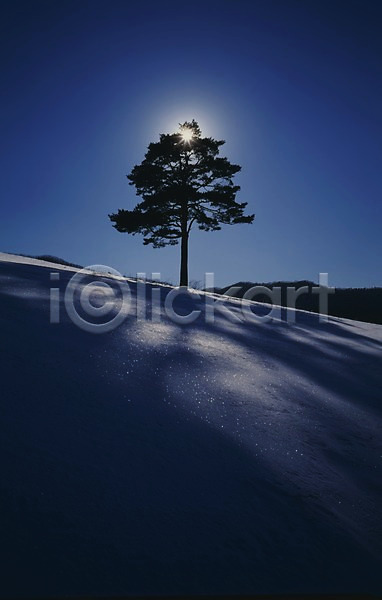 사람없음 JPG 포토 겨울 계절 그림자 나무 눈(날씨) 빛 사계절 설경 설원 소나무 식물 야외 자연 주간 태양 풍경(경치) 하늘 한그루 해