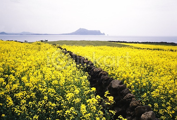 사람없음 JPG 포토 꽃 꽃밭 노란색 돌담 바다 봄 봄꽃 식물 야외 유채 자연 제주도 주간 풍경(경치) 한국