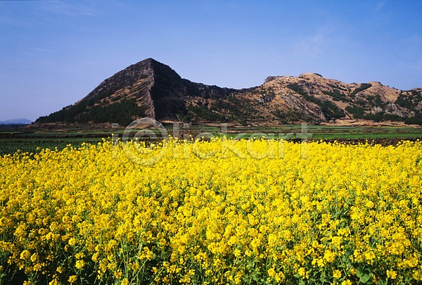 사람없음 JPG 포토 꽃 꽃밭 노란색 봄 봄꽃 산 식물 야외 유채 자연 제주도 주간 풍경(경치) 한국
