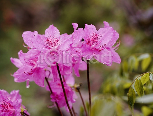 사람없음 JPG 포토 꽃 꽃잎 봄 봄꽃 분홍색 식물 야외 자연 주간 진달래 철쭉