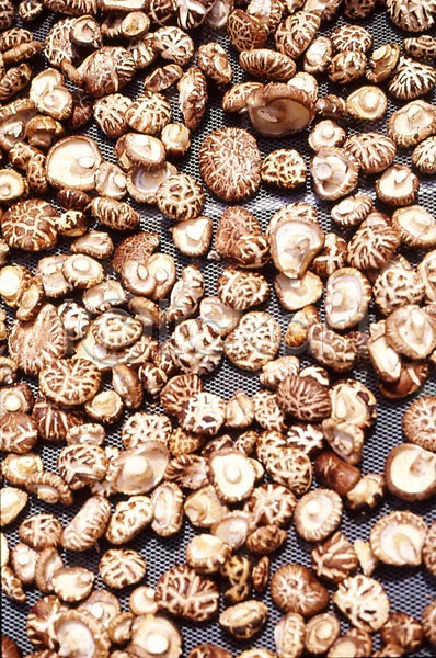 사람없음 JPG 포토 버섯 식용버섯 식재료 음식 표고버섯
