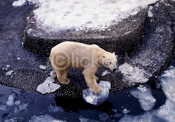 사람없음 JPG 포토 겨울 계절 곰 동물 북극곰 야외 얼음 육지동물 주간 척추동물 포유류 한마리