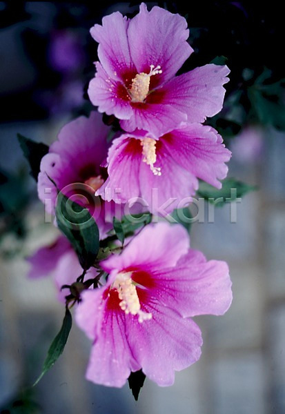 사람없음 JPG 포토 가을꽃 광복절 꽃 꽃잎 나라꽃 무궁화 분홍색 식물 자연 줄기
