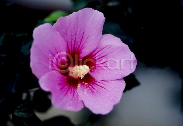 사람없음 JPG 포토 가을꽃 광복절 꽃 꽃잎 나라꽃 무궁화 물방울 분홍색 식물 이슬 자연