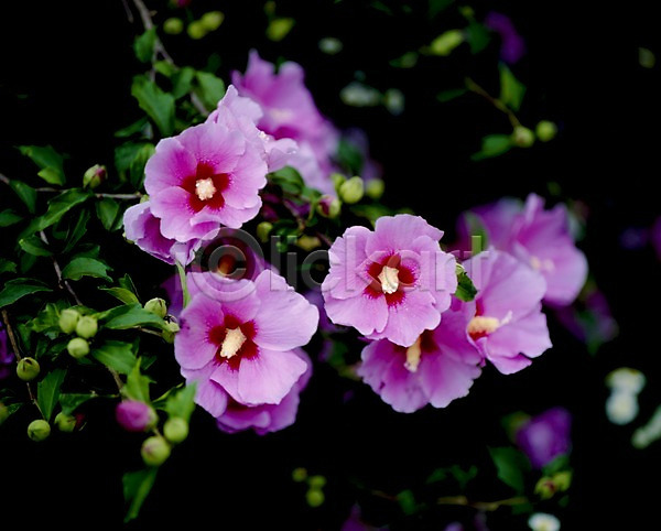 사람없음 JPG 포토 가을꽃 광복절 꽃 꽃잎 나라꽃 무궁화 분홍색 식물 잎 자연