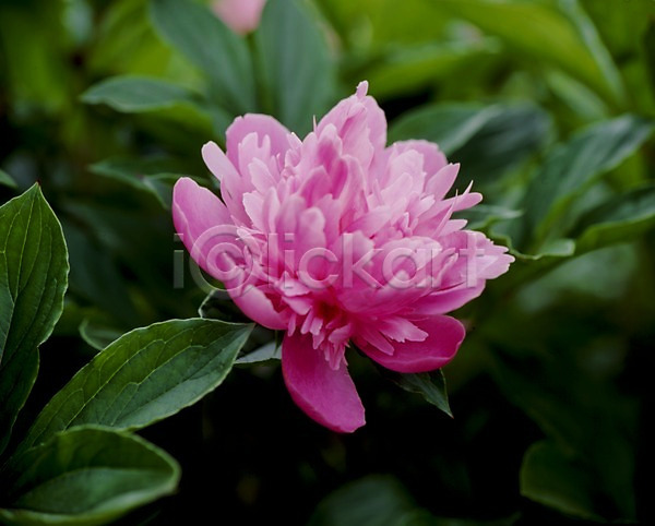 사람없음 JPG 포토 꽃 꽃잎 모란 봄꽃 분홍색 식물 야외 잎 자연 주간