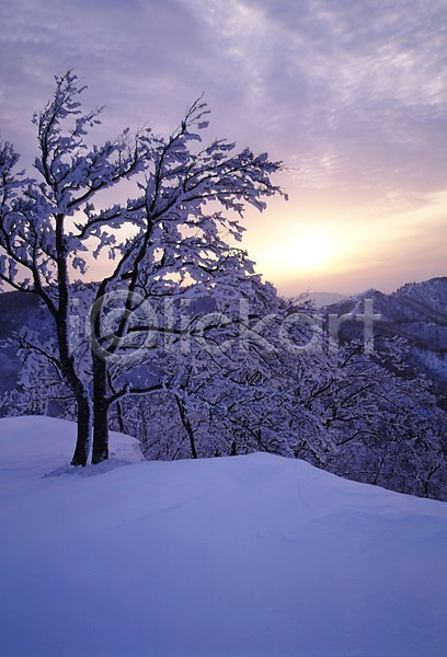 사람없음 JPG 포토 겨울 계절 나무 노을 눈(날씨) 눈꽃 빛 사계절 산 설경 설원 숲 식물 야외 여러그루 일몰 자연 주간 태양 풍경(경치)