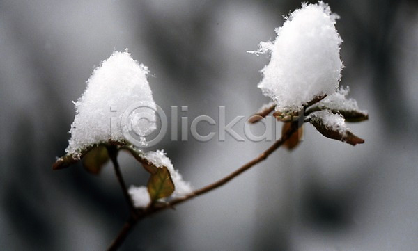 사람없음 JPG 포토 겨울 계절 꽃 꽃잎 나뭇잎 눈(날씨) 눈꽃 들꽃 사계절 식물 여러송이 잎 자연 자연요소 풍경(경치) 흰색