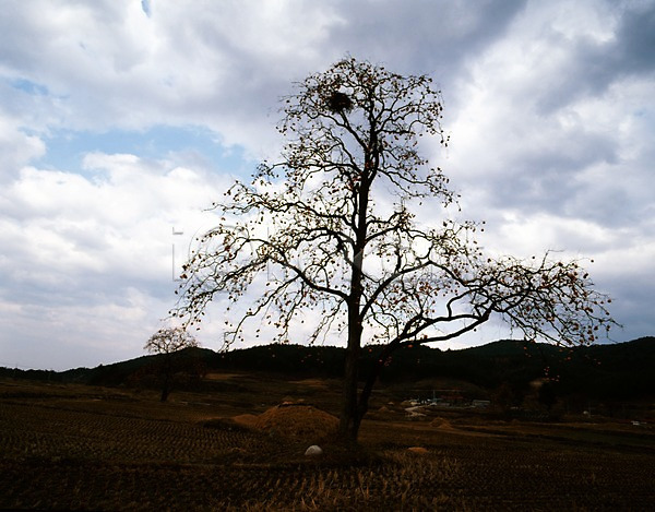 사람없음 JPG 포토 감나무 구름(자연) 나무 논 농경지 농촌 시골 식물 야외 주간 풍경(경치) 하늘