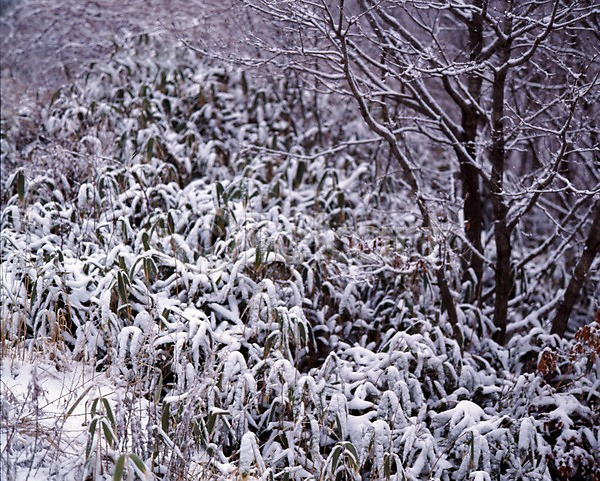 사람없음 JPG 포토 겨울 계절 나무 눈(날씨) 눈꽃 사계절 설경 식물 야외 여러그루 자연 주간 풍경(경치)