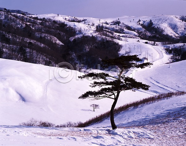 사람없음 JPG 포토 겨울 계절 나무 눈(날씨) 사계절 산 설경 설원 소나무 숲 식물 야외 여러그루 자연 주간 풍경(경치) 한그루
