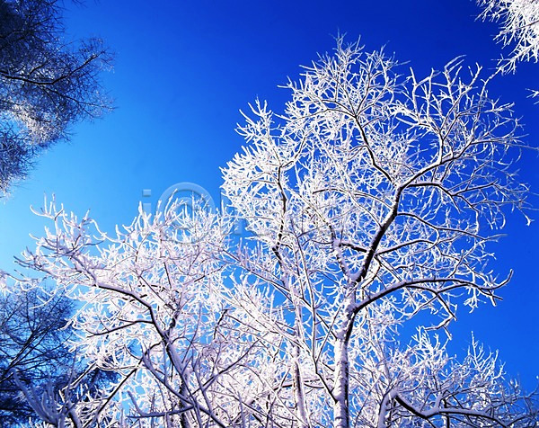 사람없음 JPG 포토 겨울 계절 나무 눈(날씨) 눈꽃 사계절 산 설경 식물 야외 여러그루 자연 주간 풍경(경치) 하늘