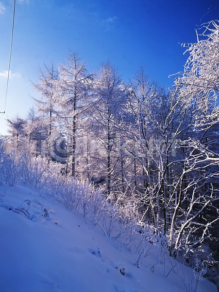 사람없음 JPG 포토 겨울 계절 나무 눈(날씨) 눈꽃 사계절 설경 숲 식물 야외 여러그루 자연 주간 풍경(경치) 하늘