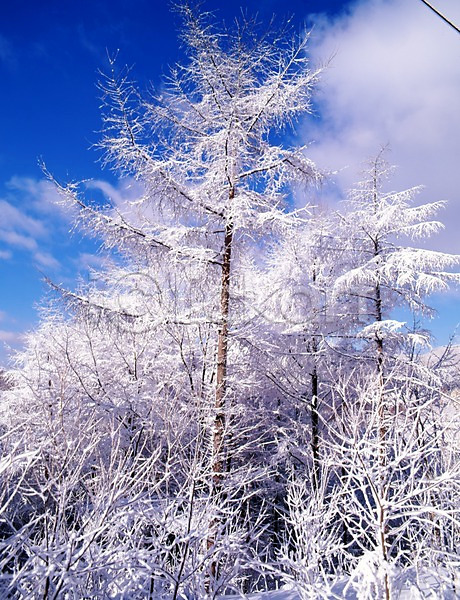 사람없음 JPG 포토 겨울 계절 구름(자연) 나무 눈(날씨) 눈꽃 사계절 산 설경 숲 식물 야외 여러그루 자연 주간 풍경(경치) 하늘