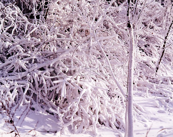 사람없음 JPG 포토 겨울 계절 나무 눈(날씨) 눈꽃 사계절 설경 숲 식물 야외 여러그루 자연 주간 풍경(경치)