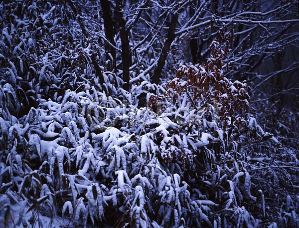 사람없음 JPG 포토 겨울 계절 나무 눈(날씨) 눈꽃 사계절 설경 식물 야외 여러그루 자연 주간 풍경(경치)
