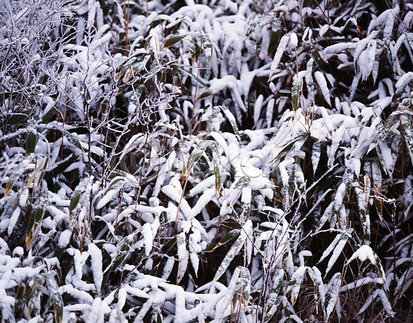 사람없음 JPG 포토 겨울 계절 눈(날씨) 눈꽃 사계절 설경 식물 야외 잎 자연 주간 풍경(경치)