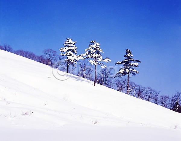 사람없음 JPG 포토 겨울 계절 나무 눈(날씨) 사계절 산 설경 설원 소나무 숲 식물 야외 여러그루 자연 주간 풍경(경치)