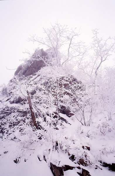 사람없음 JPG 포토 겨울 계절 나무 눈(날씨) 눈꽃 눈보라 사계절 산 설경 식물 야외 여러그루 자연 주간 풍경(경치) 하늘