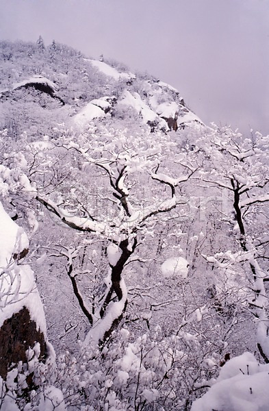 사람없음 JPG 포토 겨울 계절 나무 눈(날씨) 눈꽃 사계절 산 설경 식물 야외 여러그루 자연 주간 풍경(경치)