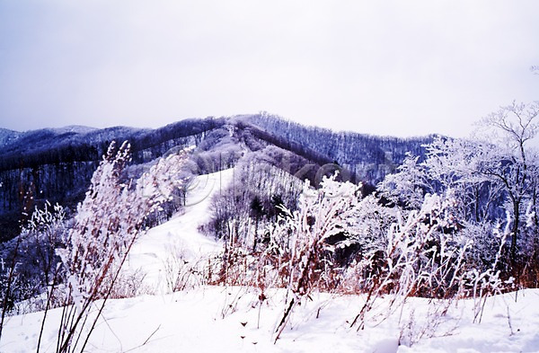 사람없음 JPG 포토 겨울 계절 나무 눈(날씨) 눈꽃 사계절 산 설경 설원 식물 야외 언덕 자연 주간 풍경(경치) 하늘