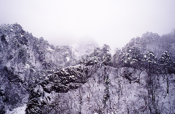사람없음 JPG 포토 겨울 계절 나무 눈(날씨) 눈보라 사계절 산 설경 숲 식물 야외 자연 주간 풍경(경치) 하늘