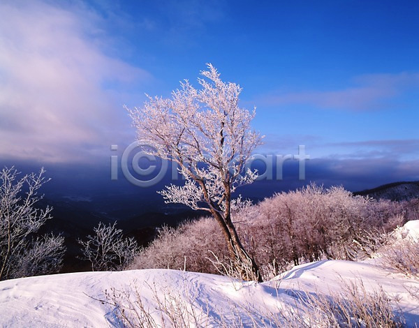 사람없음 JPG 포토 겨울 계절 구름(자연) 나무 눈(날씨) 눈꽃 사계절 산 설경 숲 식물 야외 여러그루 자연 주간 풍경(경치) 하늘 한그루